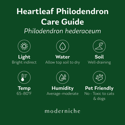 Heartleaf Philodendron care guide showing recommended light, watering, soil, temperature, humidity, and pet safety information.