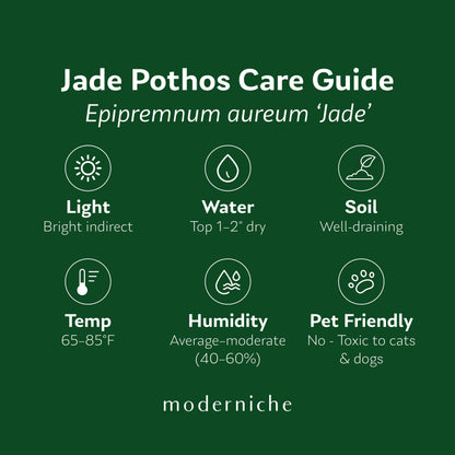 Jade Pothos care guide showing recommended light, watering, soil, temperature, humidity, and pet safety information.
