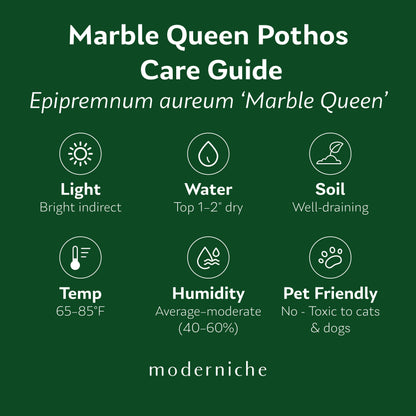 Marble Queen Pothos care guide with light, watering, soil, temperature, humidity, and pet safety recommendations.