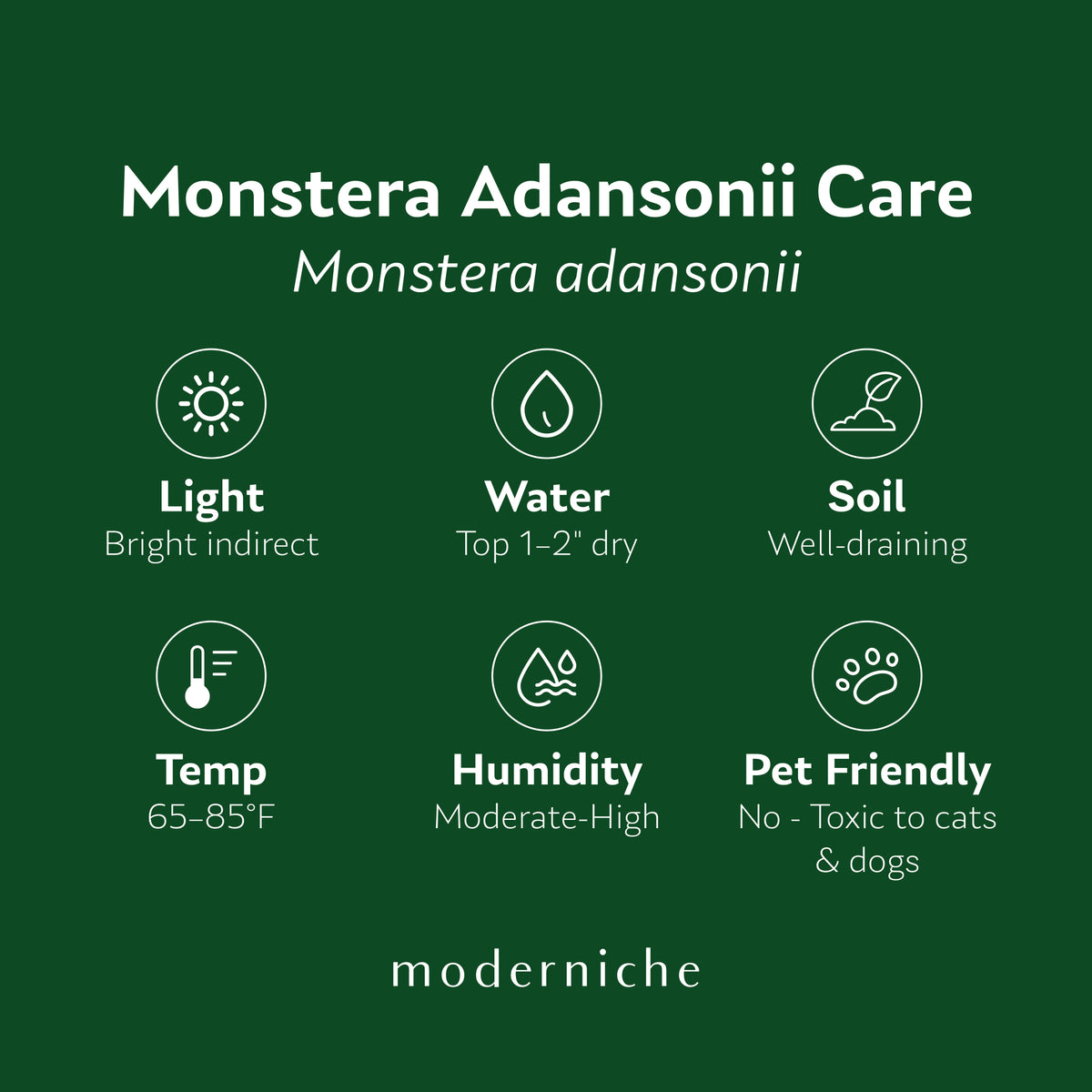 Monstera Adansonii care guide: bright indirect light, water when top 1–2 inches are dry, well-draining soil, 65–85°F, moderate to high humidity, and toxic to cats and dogs.