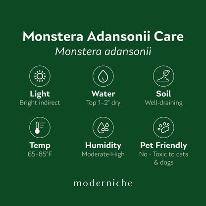Monstera Adansonii care guide: bright indirect light, water when top 1–2 inches are dry, well-draining soil, 65–85°F, moderate to high humidity, and toxic to cats and dogs.