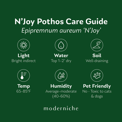 N’Joy Pothos care guide showing recommended light, watering, soil, temperature, humidity, and pet safety information.