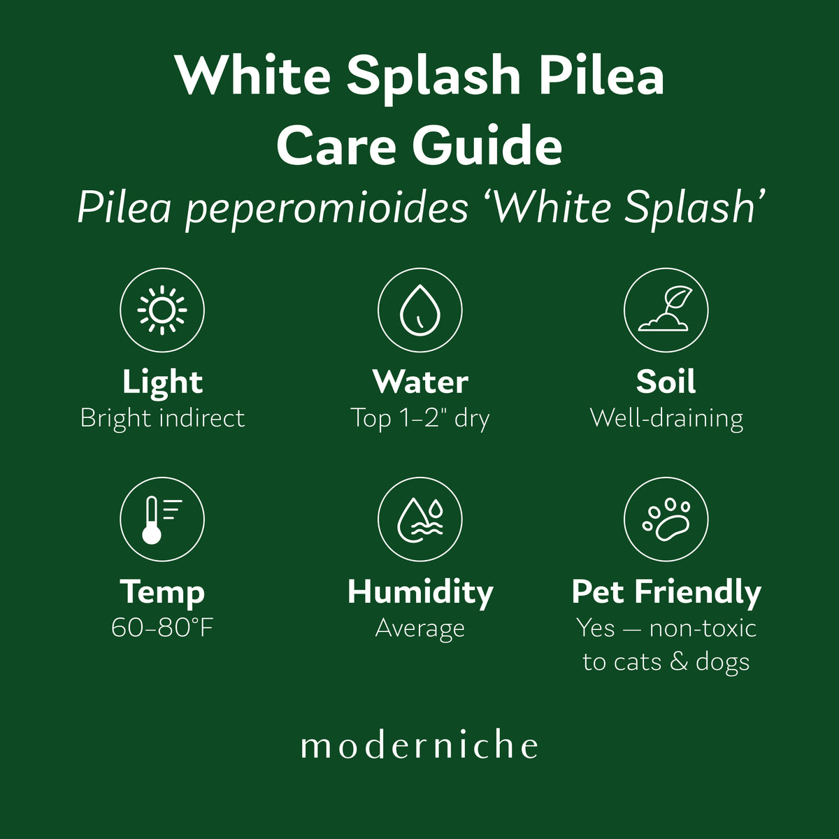 White Splash Chinese Money Plant care guide showing recommended light, watering, soil, temperature, humidity, and pet safety information.