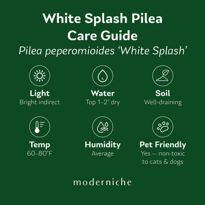 White Splash Chinese Money Plant care guide showing recommended light, watering, soil, temperature, humidity, and pet safety information.