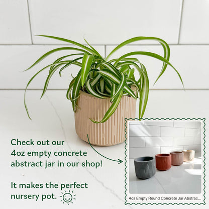 Bonnie Spider Plant displayed in a handmade 4 oz abstract concrete planter by Moderniche, available separately.