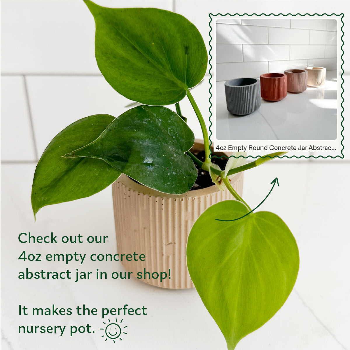 Heartleaf Philodendron displayed in a Moderniche concrete planter with coordinating small planters shown as decorative pot options.