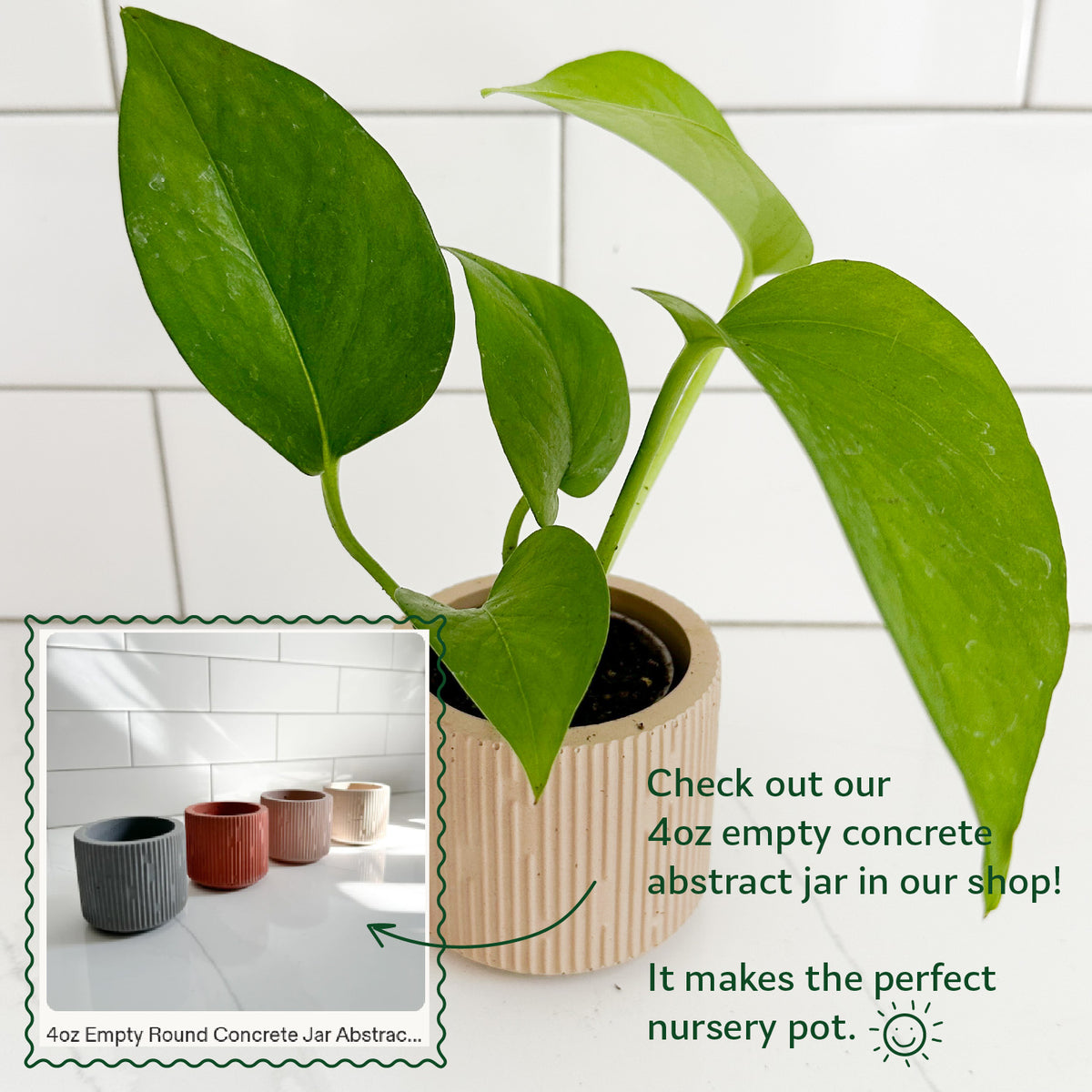 Jade Pothos displayed in a Moderniche concrete planter with coordinating small planters shown as decorative pot options.