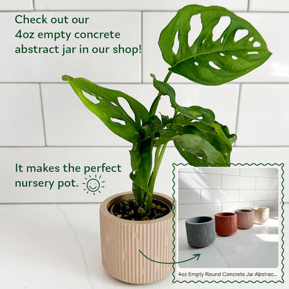 Monstera Adansonii displayed in a handmade 4 oz abstract concrete planter by Moderniche, available separately.