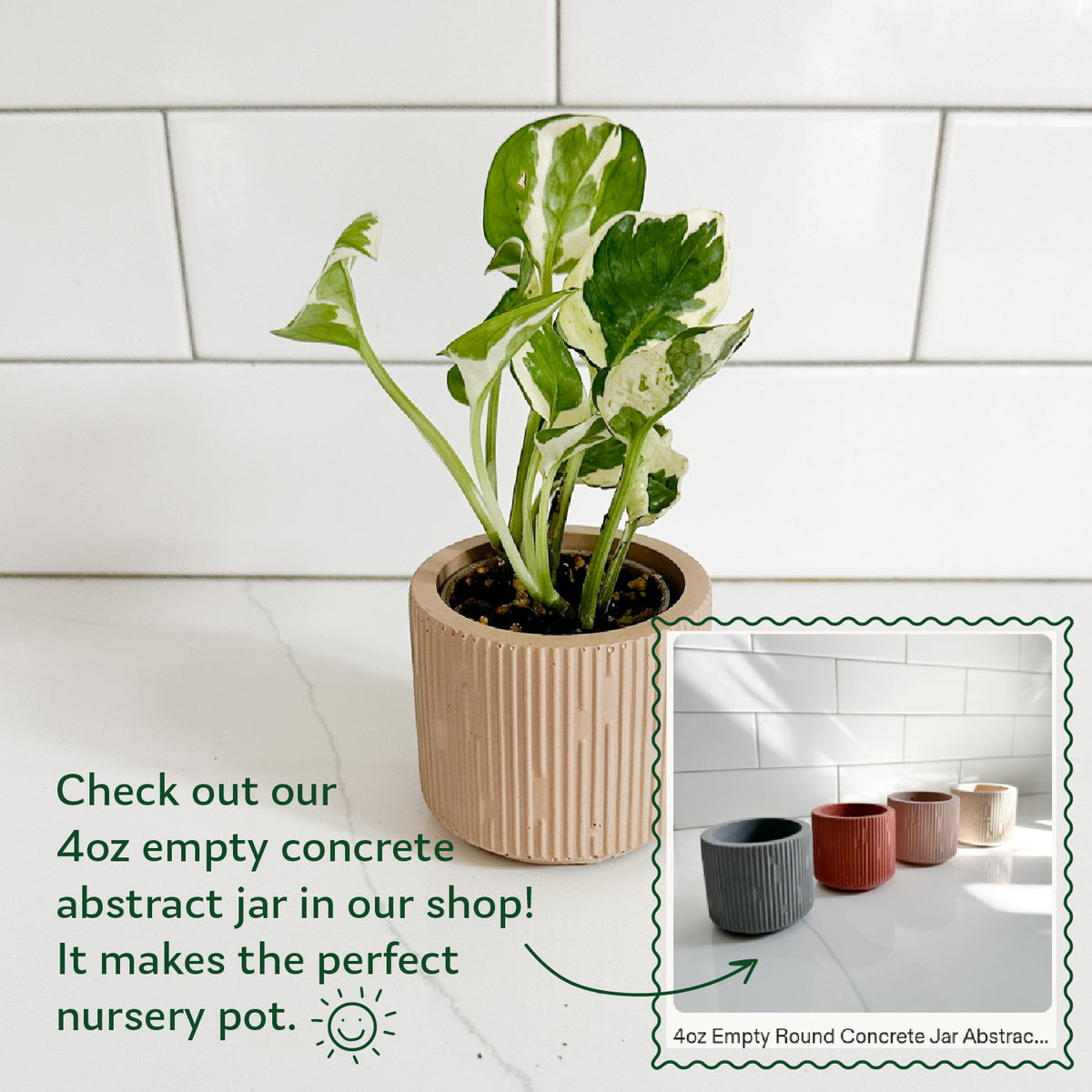 N’Joy Pothos displayed in a decorative planter with information about Moderniche 4-ounce empty concrete abstract face pots for small nursery plants.