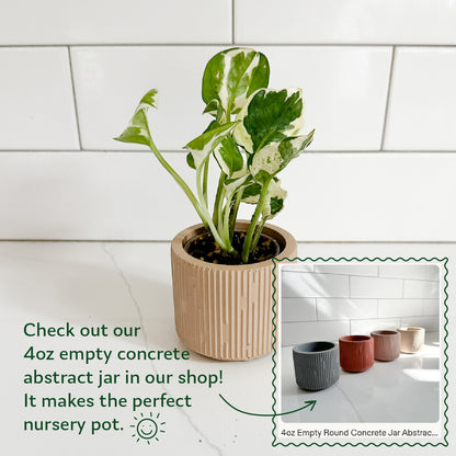 N’Joy Pothos displayed in a decorative planter with information about Moderniche 4-ounce empty concrete abstract face pots for small nursery plants.