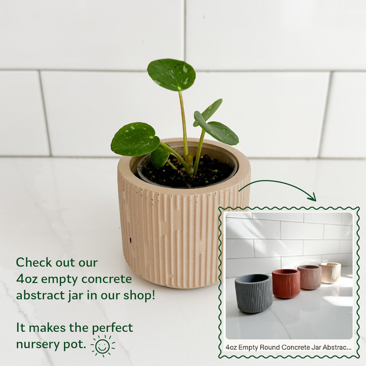 Chinese Money Plant displayed in a Moderniche concrete planter with coordinating small handmade planters shown for size and color options.