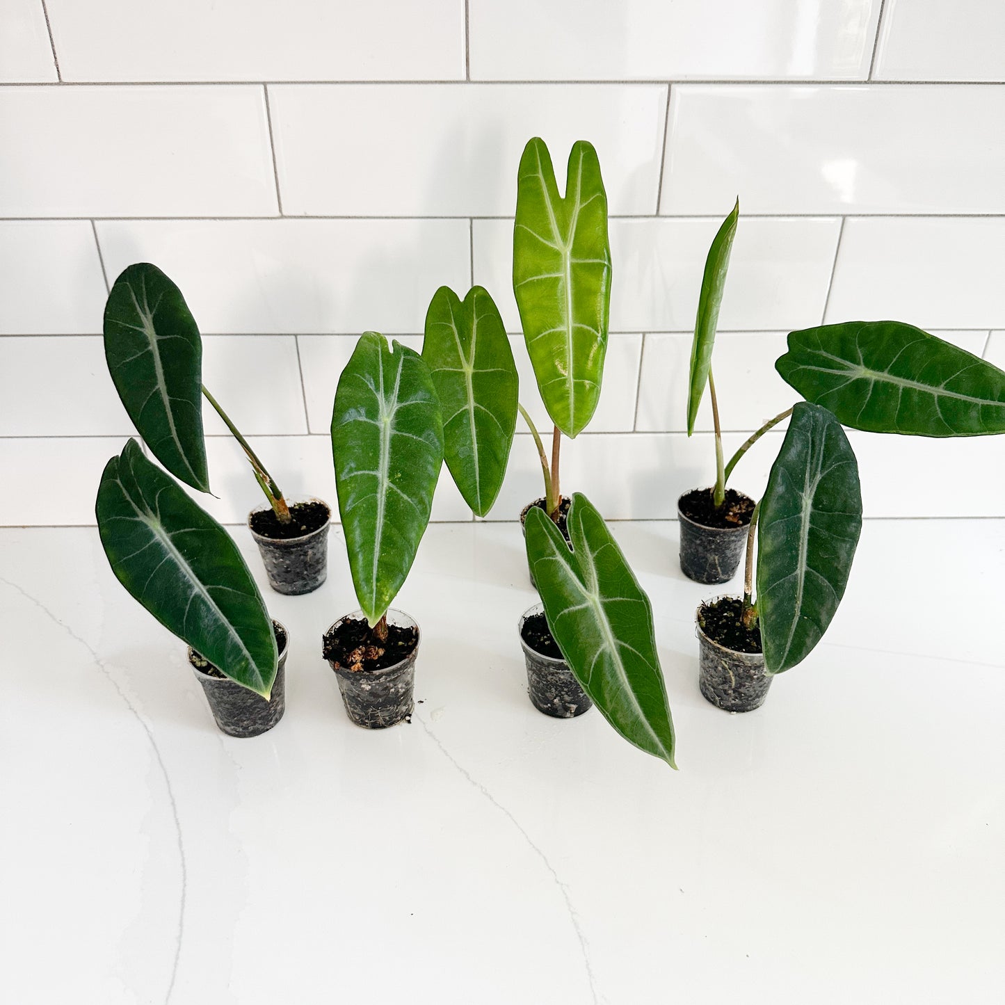 Six small potted Alocasia plantlets with large green leaves in black starter pots, arranged on a white surface against a white subway tile wall.
