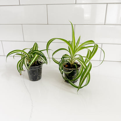 2 curly_spider_plant_close up