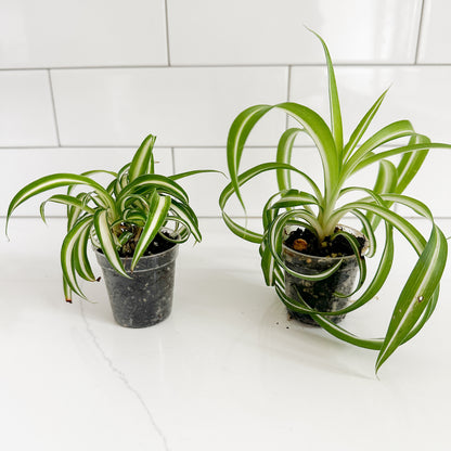 2 curly_spider_plant_front view