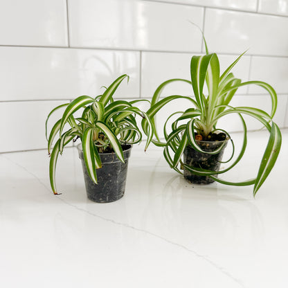 2 curly_spider_plant_side view