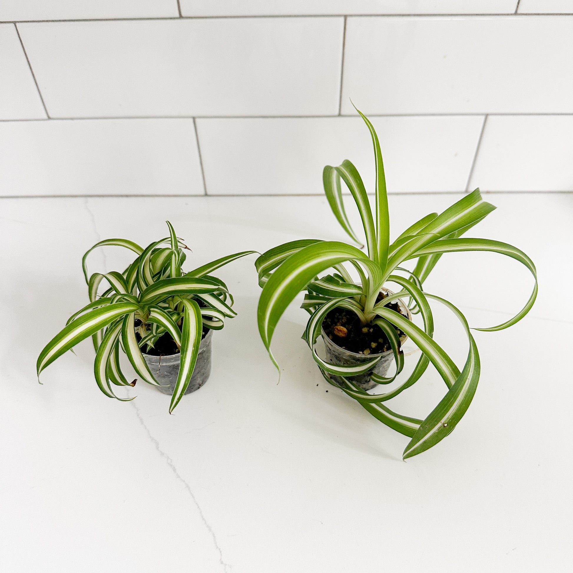 2 curly_spider_plant_top view