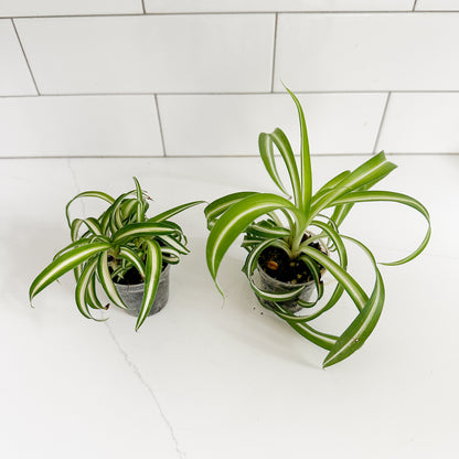 2 curly_spider_plant_top view