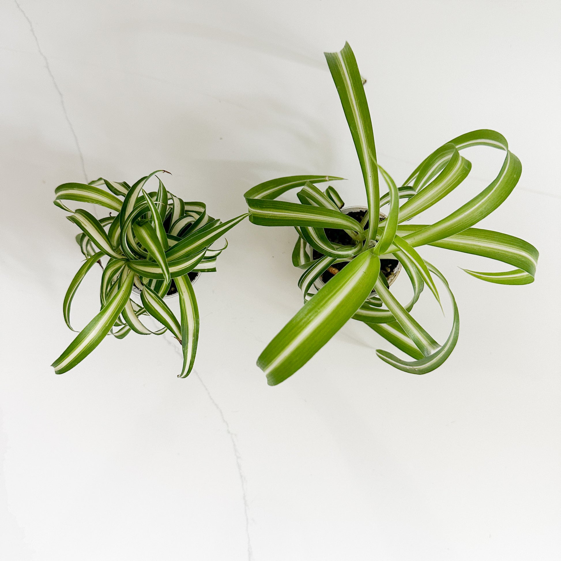 Two potted curly spider plants photographed from above on a plain white background.