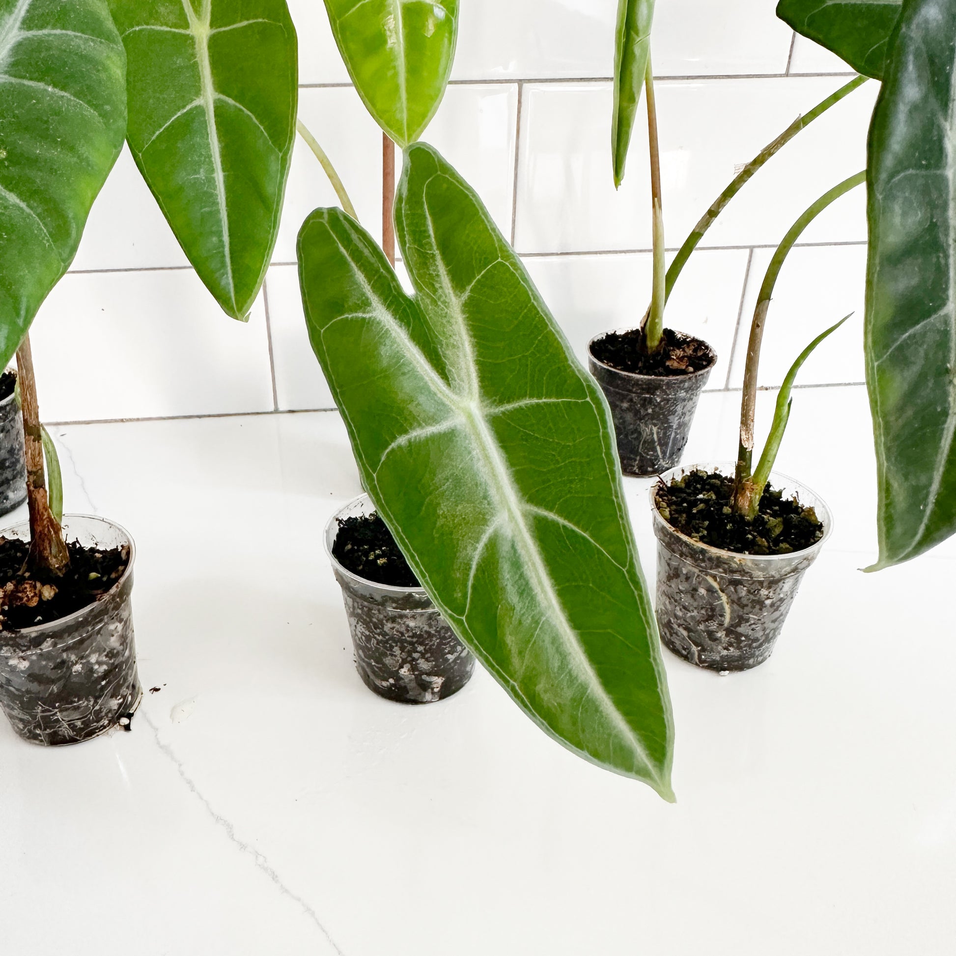 Several potted Alocasia plantlets in small black plastic nursery pots, arranged on a white tiled surface with white tiles in the background.