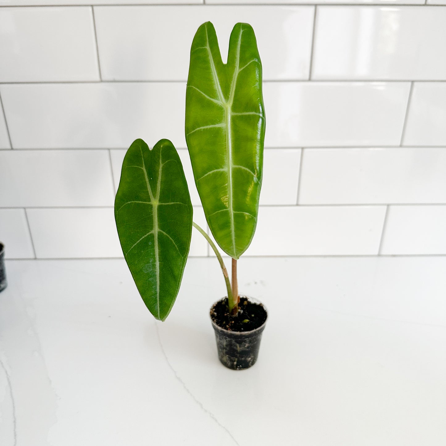 A small potted Alocasia plant with two glossy green leaves in a black plastic nursery pot, set against a white subway tile wall.