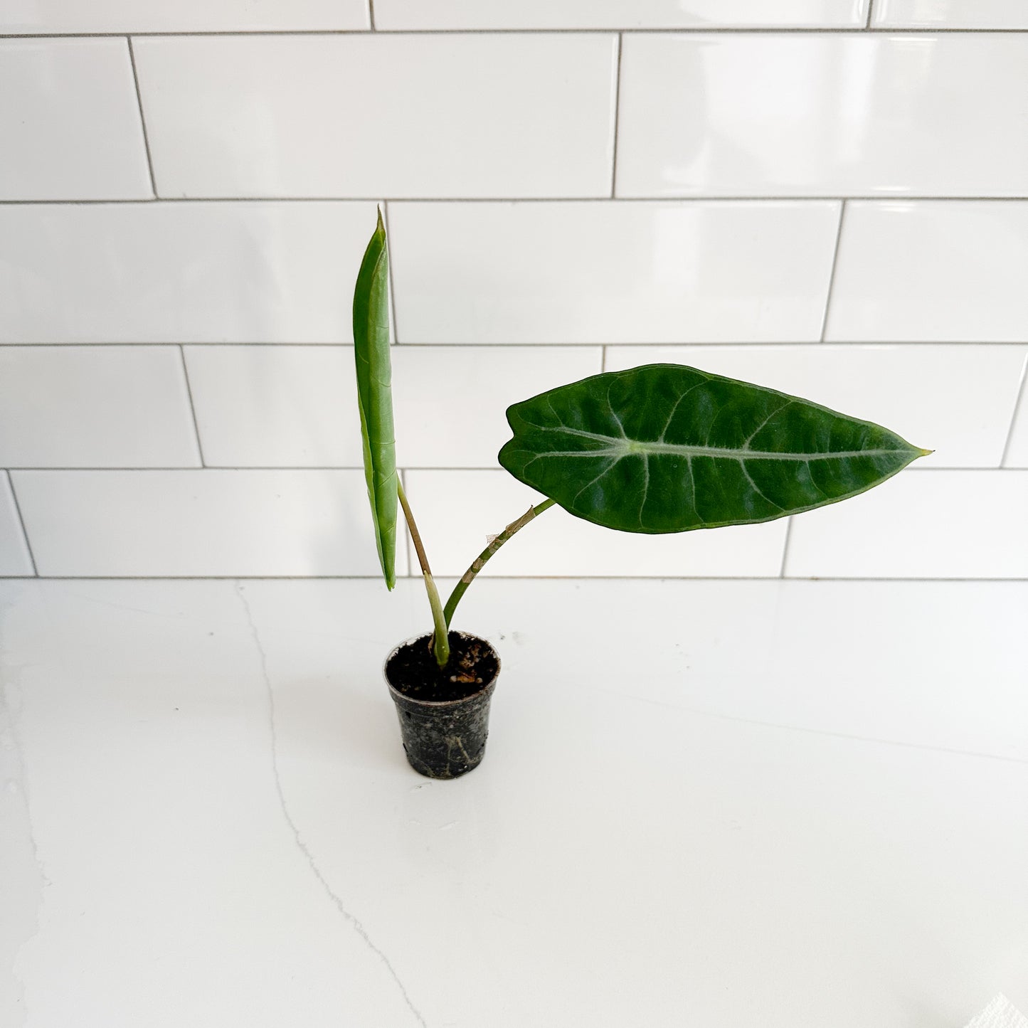A small potted plant with a large glossy green leaf and a second upright leaf, growing in a black plastic nursery pot on a white countertop with a white subway tile backsplash.