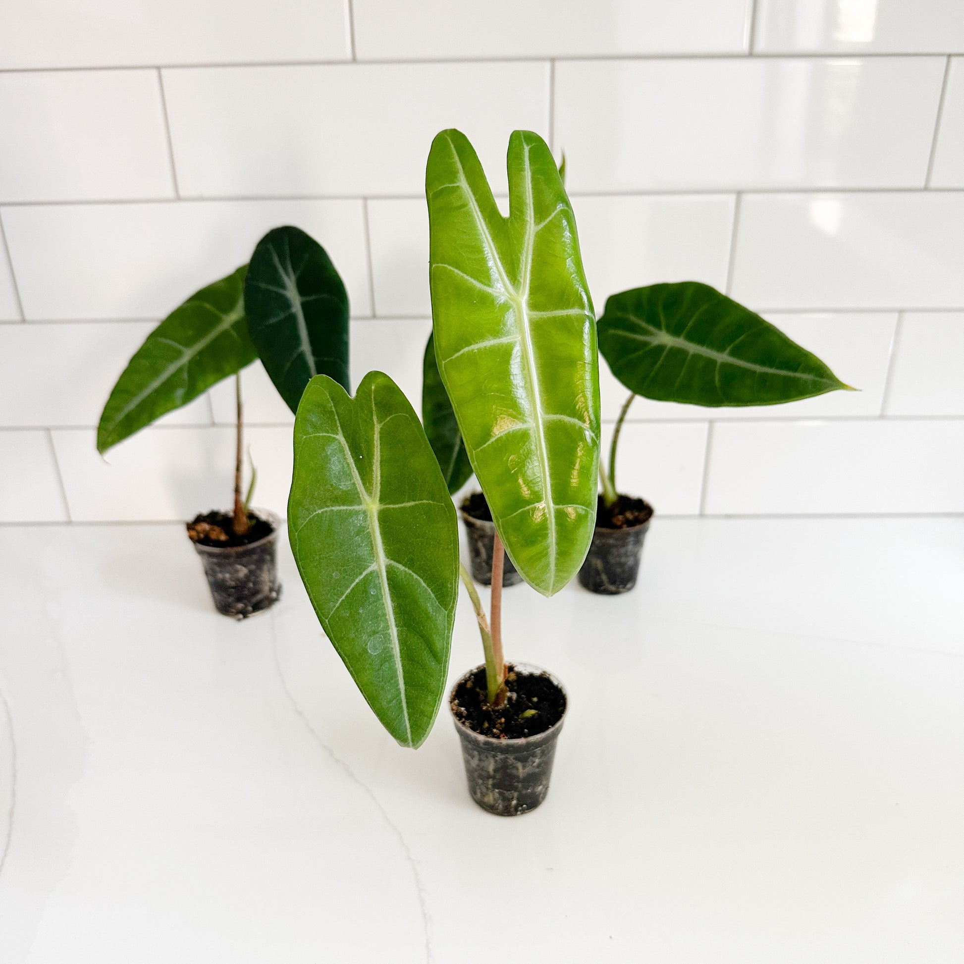 Three small potted Alocasia plantlets with large green leaves in black nursery pots, arranged on a white surface against a white subway tile wall.