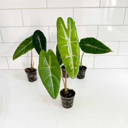 Three small potted Alocasia plantlets with large green leaves in black nursery pots, arranged on a white surface against a white subway tile wall.