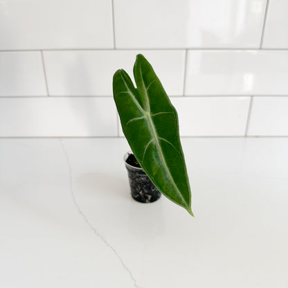 A single green tropical houseplant leaf in a small black nursery pot, photographed on a white countertop with a white subway-tile backsplash.