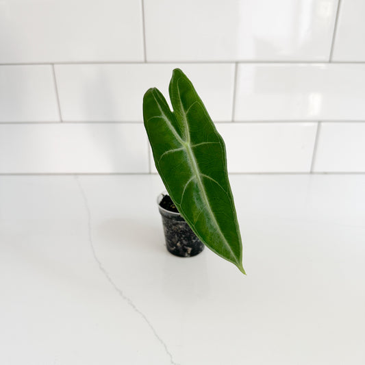 A single green tropical houseplant leaf in a small black nursery pot, photographed on a white countertop with a white subway-tile backsplash.