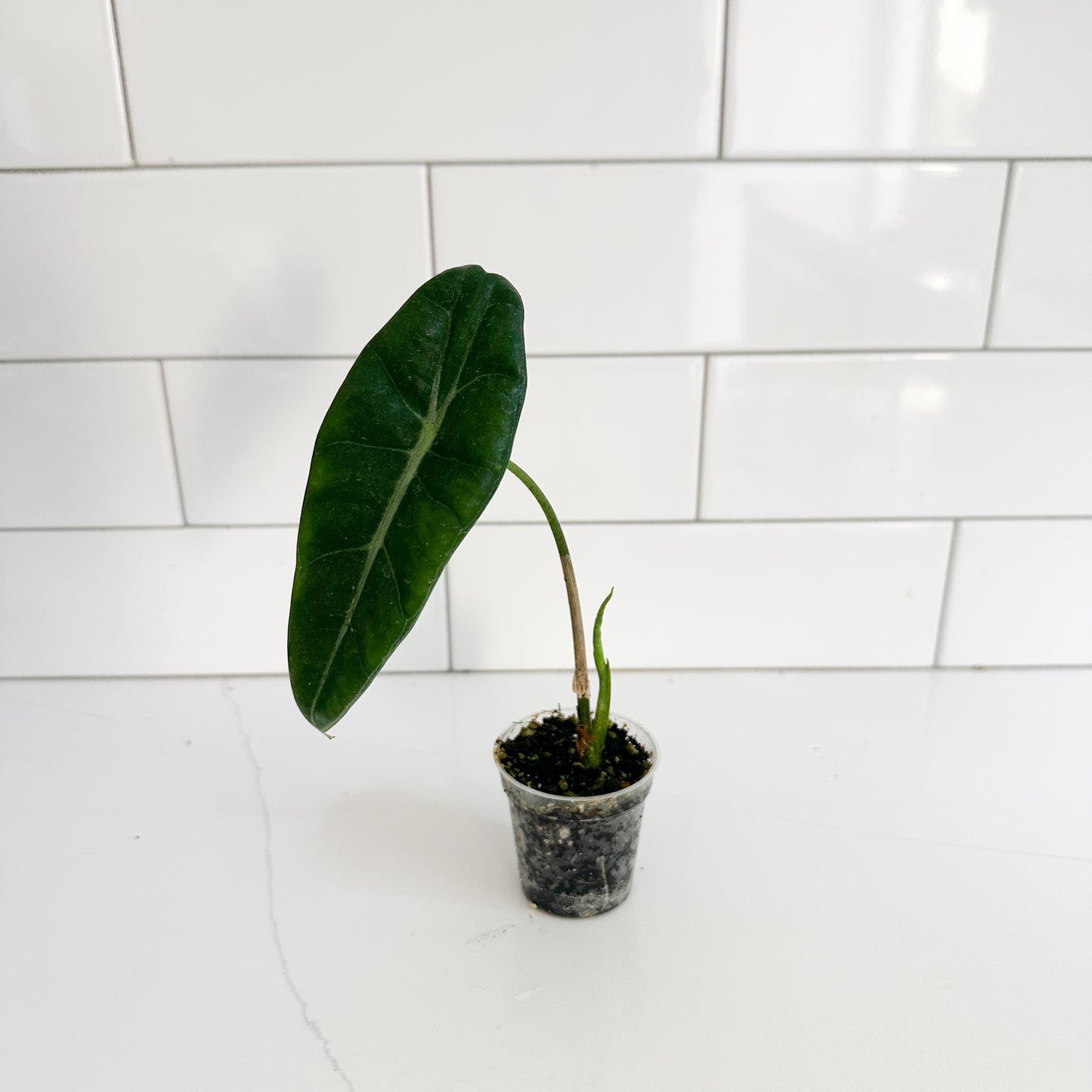 A small potted Alocasia plant with a single large dark green leaf and a slender stem, sitting in a clear plastic nursery pot on a white tiled surface.