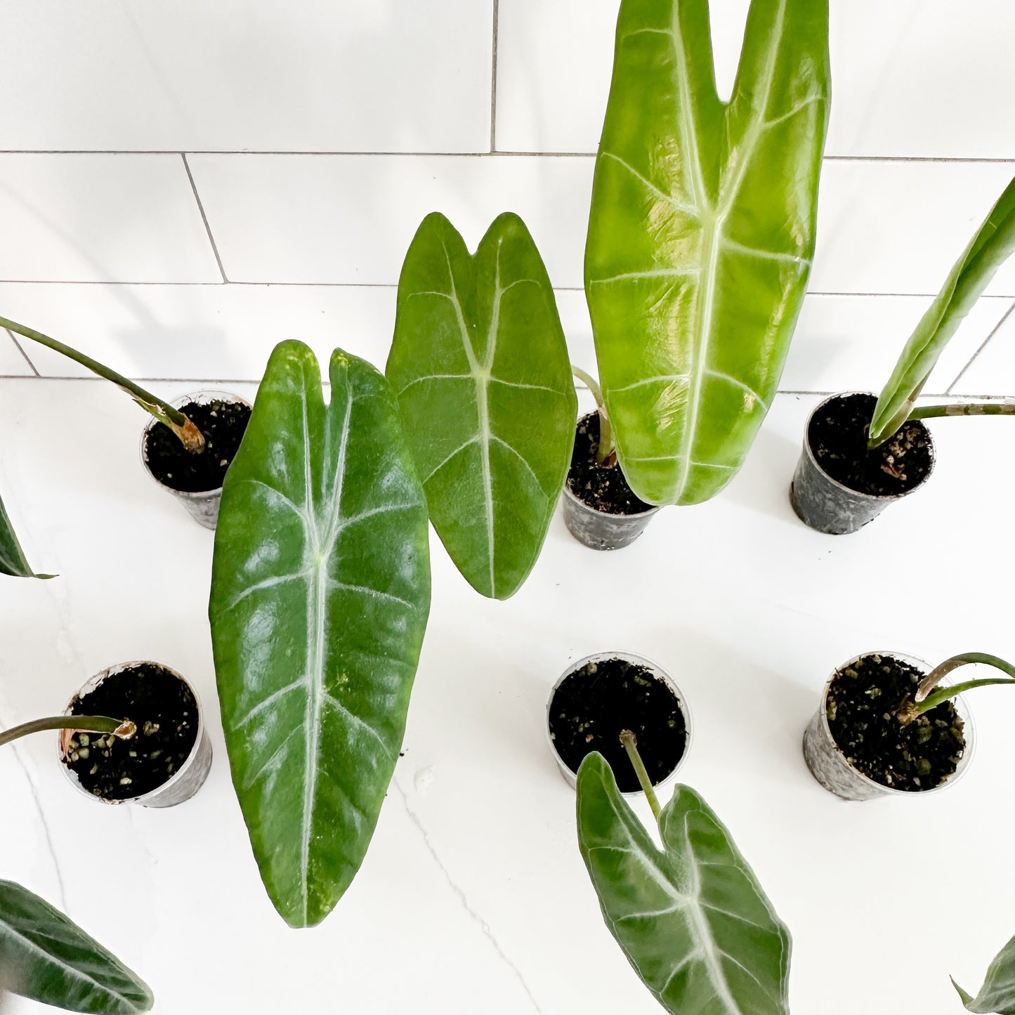 Several green Alocasia plantlets in small black plastic starter pots arranged on a white tiled surface, viewed from above.