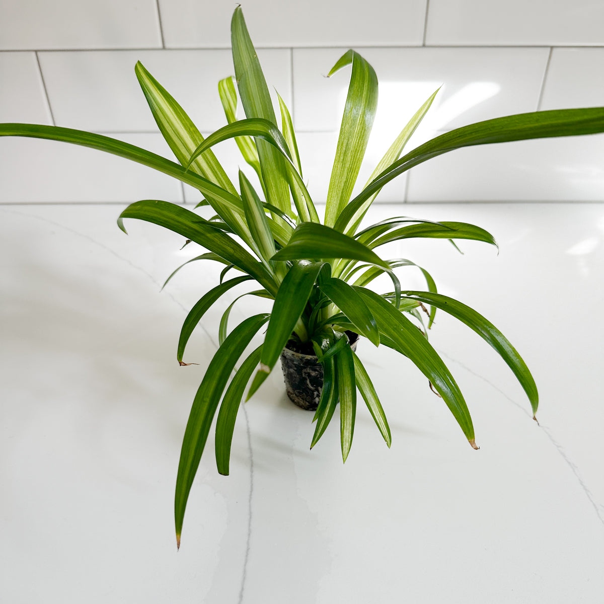 Hawaiian Spider Plant – 2" Starter Plant