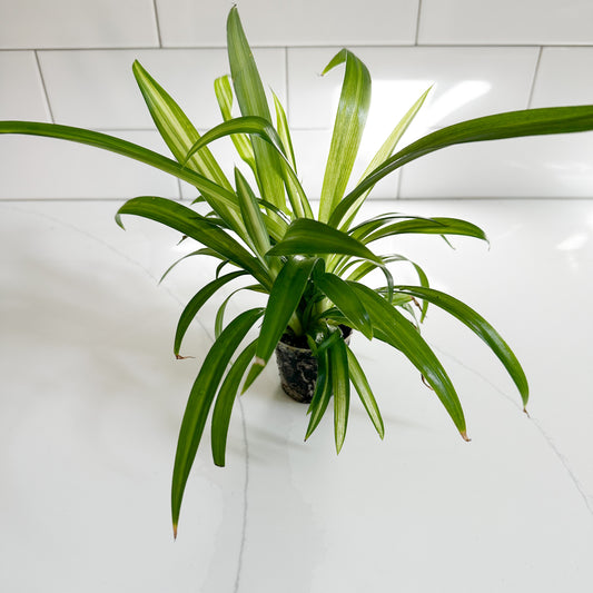 Hawaiian Spider Plant Baby | Easy Care Indoor Houseplant | Pet Friendly Plant