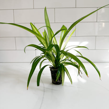 Hawaiian Spider Plant – 2" Starter Plant