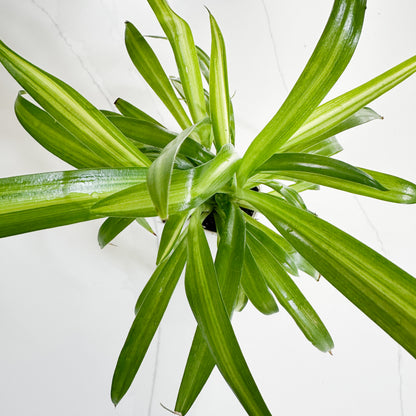 Hawaiian Spider Plant – 2" Starter Plant