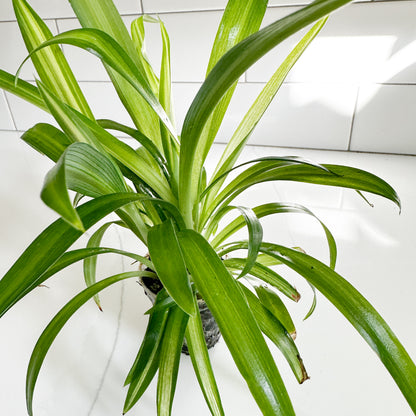 Hawaiian Spider Plant – 2" Starter Plant