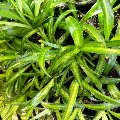 Hawaiian Spider Plant – 2" Starter Plant