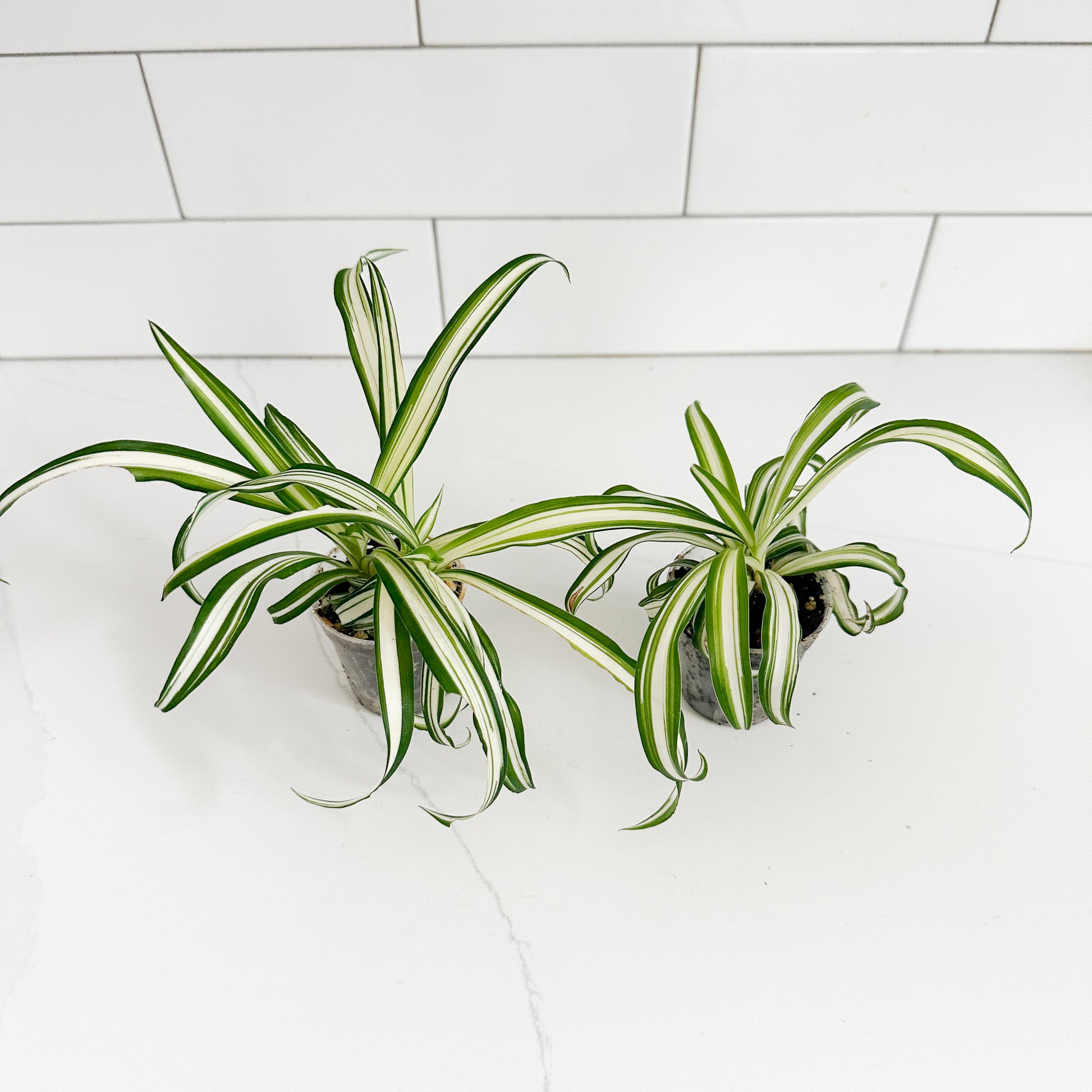 Two small spider plant pots with variegated green and white leaves, placed on a white marble countertop against a white subway tile backsplash.