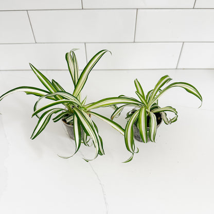 Two small spider plant pots with variegated green and white leaves, placed on a white marble countertop against a white subway tile backsplash.