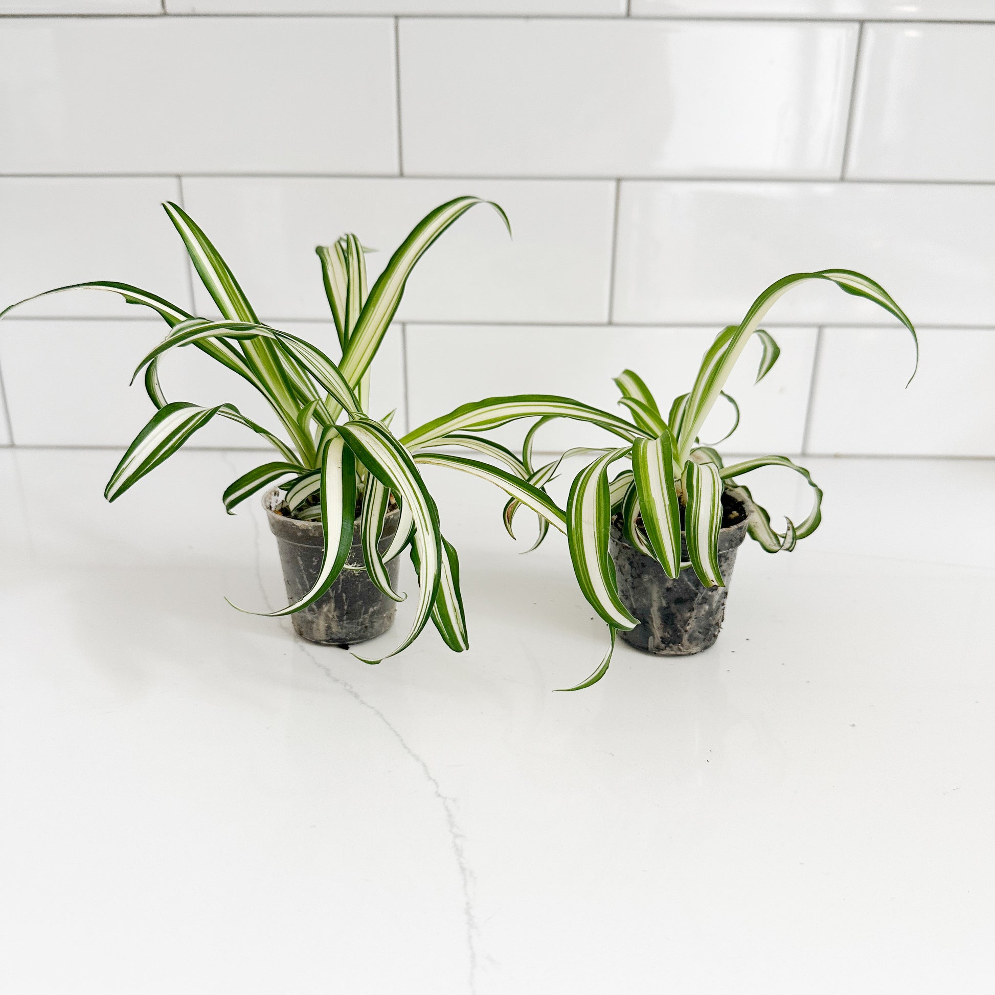 Two small potted spider plants with green and white variegated leaves, sitting on a white countertop against a white subway tile backsplash.