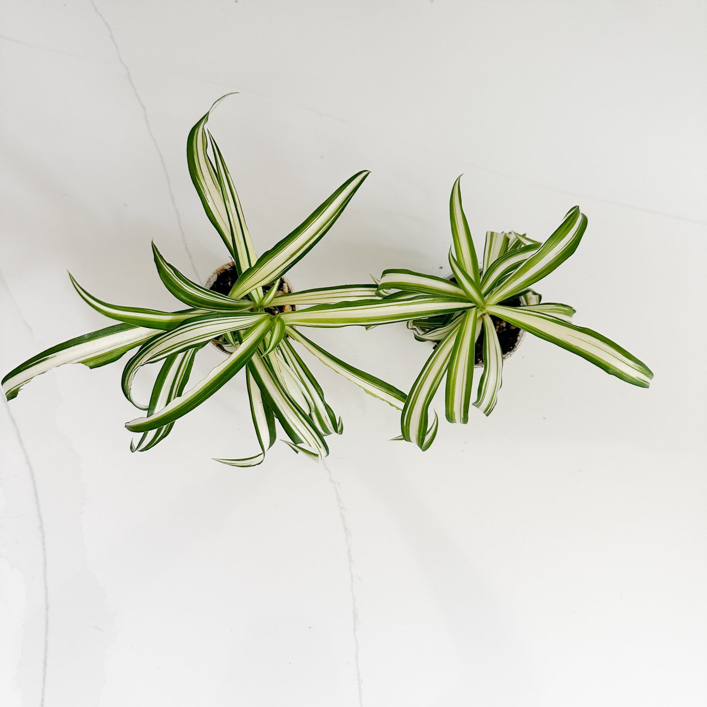 Two small potted spider plant cuttings with long, narrow variegated leaves in green, white, and yellow-green, photographed from above on a light gray surface.