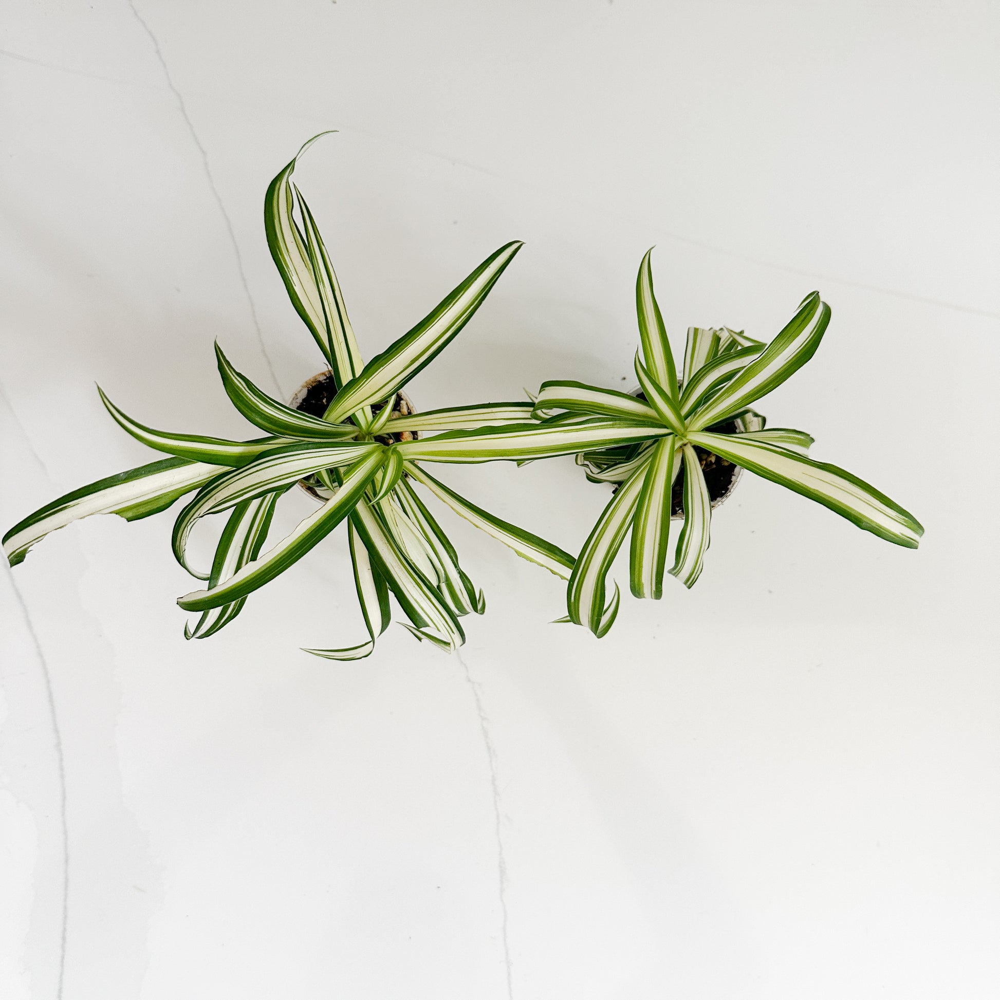 Two small potted spider plant cuttings with long, narrow variegated leaves in green, white, and yellow-green, photographed from above on a light gray surface.