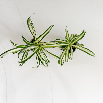 Two small potted spider plant cuttings with long, narrow variegated leaves in green, white, and yellow-green, photographed from above on a light gray surface.