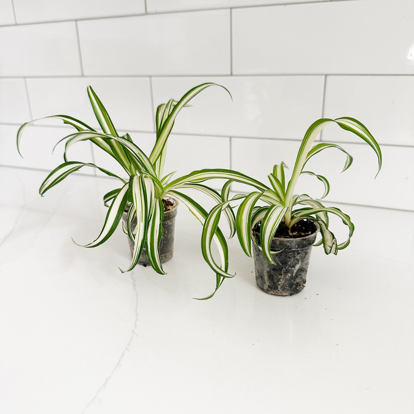 Two small spider plant pots with green and white variegated leaves, sitting on a white marble countertop against a white subway tile backsplash.