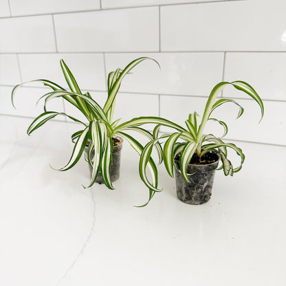 Two small spider plant pots with green and white variegated leaves, sitting on a white marble countertop against a white subway tile backsplash.
