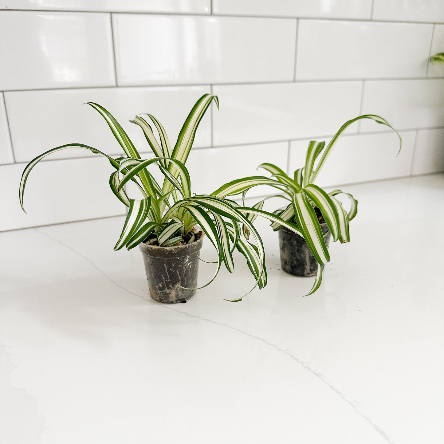 Two small potted spider plants with green and white variegated leaves sitting on a white countertop in front of a white subway tile backsplash.