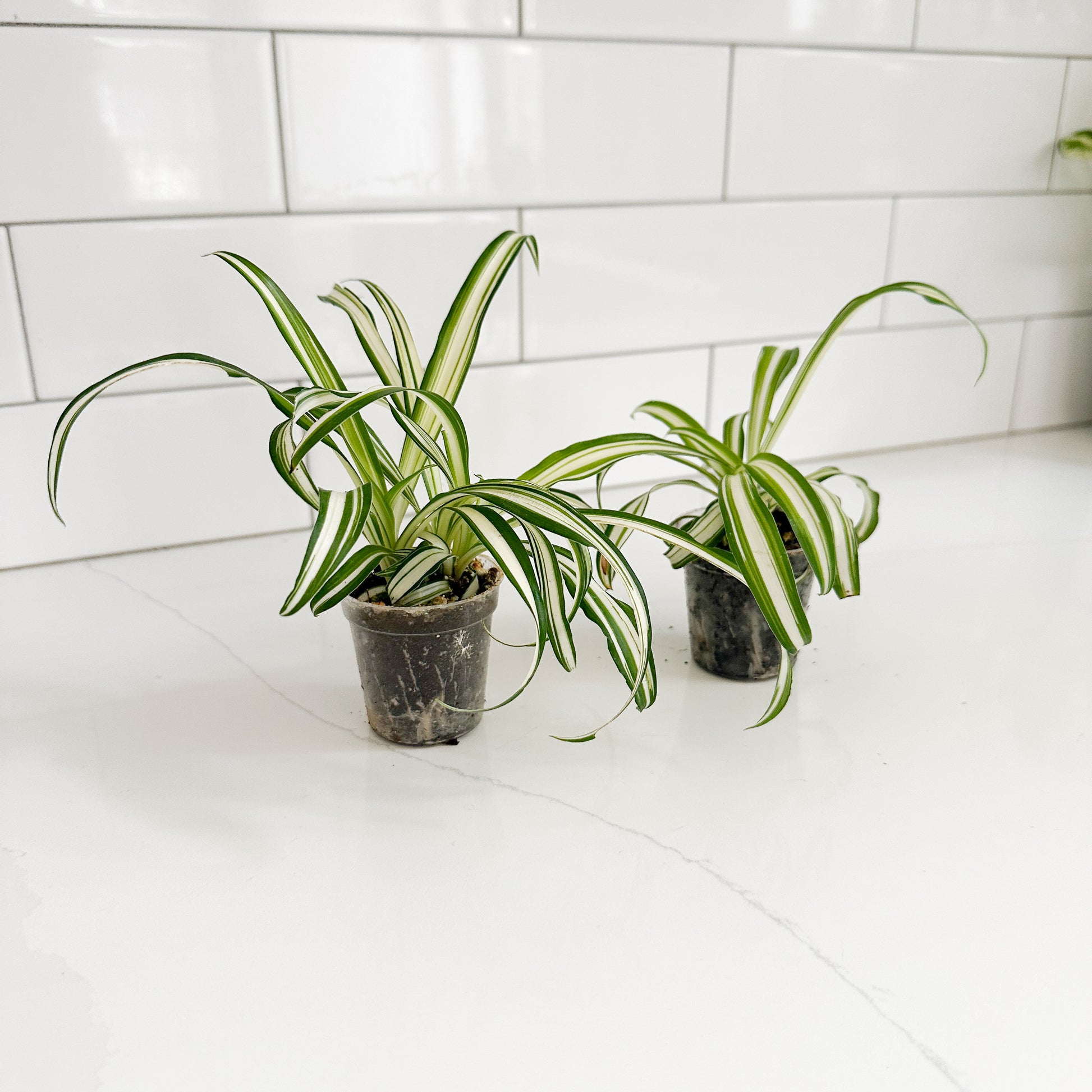 Two small potted spider plants with green and white variegated leaves sitting on a white countertop in front of a white subway tile backsplash.