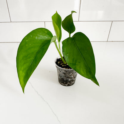 Jade Pothos (Epipremnum aureum 'Jade') | Starter Plant | Easy Care Indoor Houseplant | Pet Friendly Plant