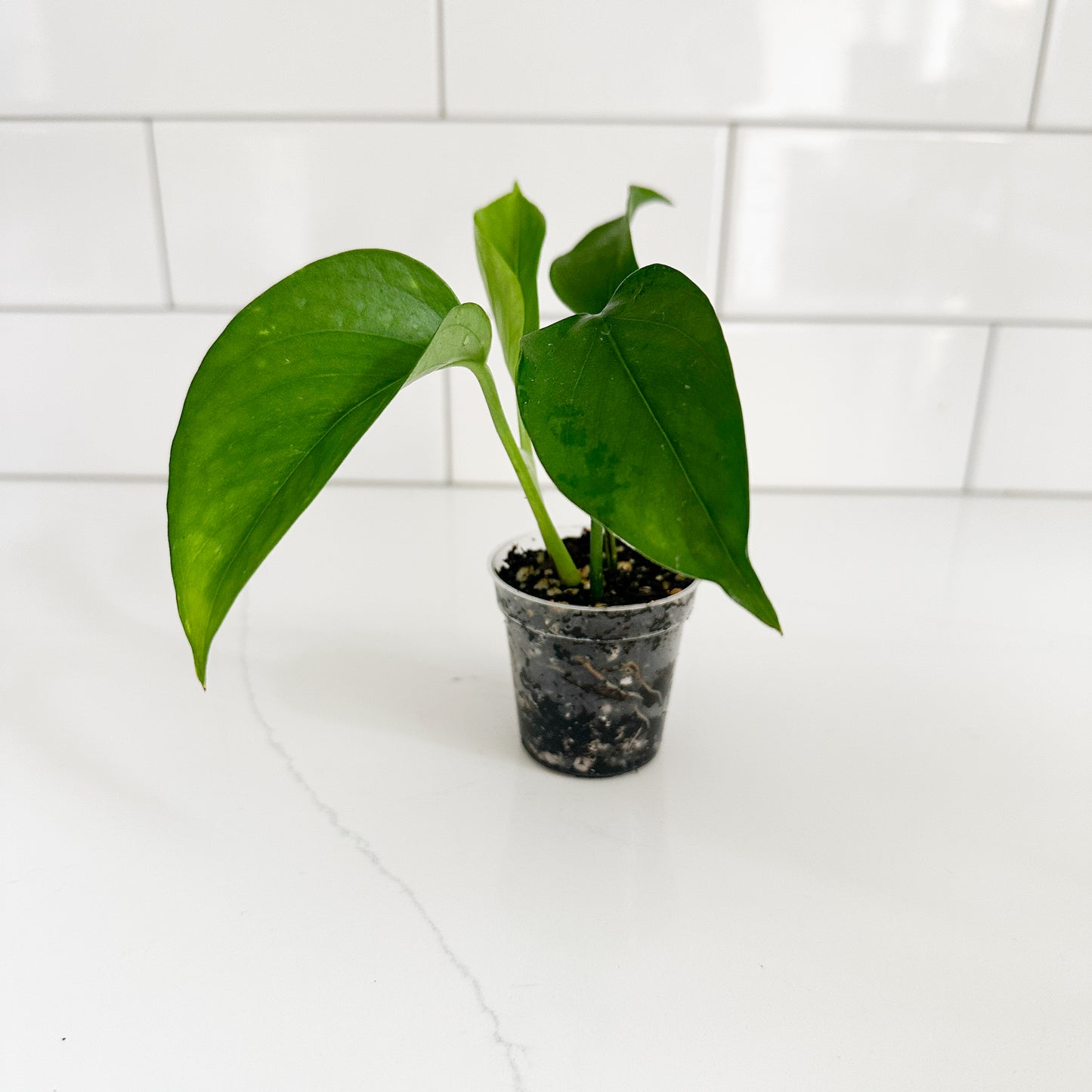 Jade Pothos (Epipremnum aureum 'Jade') | Starter Plant | Easy Care Indoor Houseplant | Pet Friendly Plant