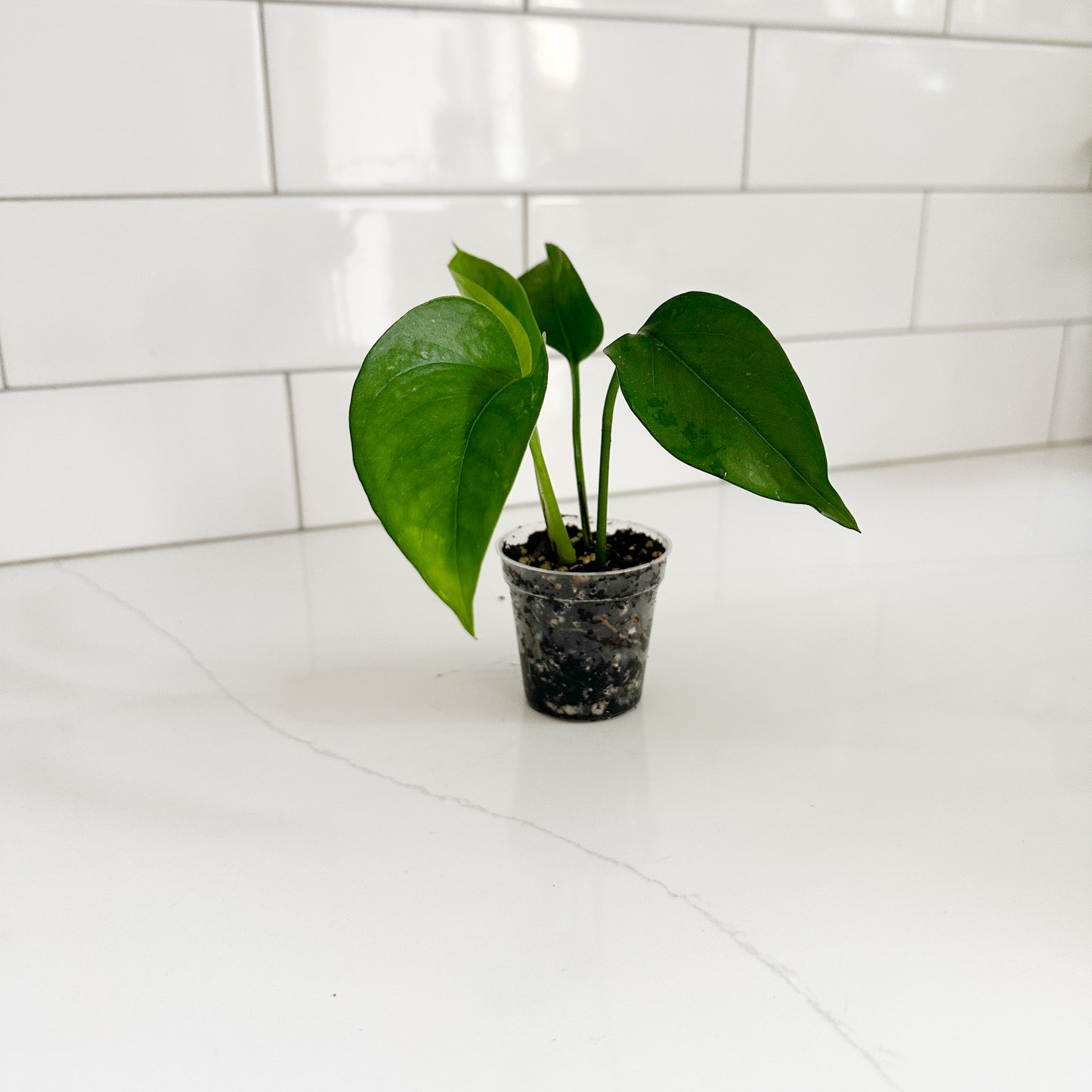Jade Pothos (Epipremnum aureum 'Jade') | Starter Plant | Easy Care Indoor Houseplant | Pet Friendly Plant